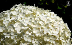 hortenzia