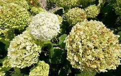 Hortenzia