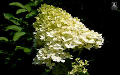 hortenzia