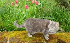 La Chatte dans le jardin