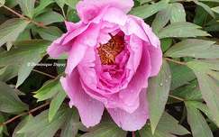 Pivoine