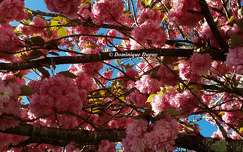 Prunus Serrulata Kanzan
