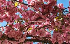 Prunus Serrulata Kanzan