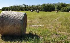 Les Ballots de paille
