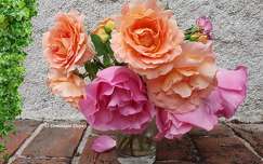 Les Roses du jardin