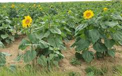 Tournesols