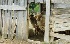 Vasi Skanzen, Szombathely, Magyar racka juh