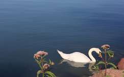 Balatonfűzfő