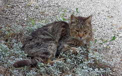 Grizabella a macska