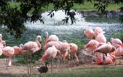 Flamants roses au Zoo de la Palmyre - France