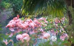 Flamants roses au Zoo de Beauval