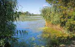 Tisza tó.