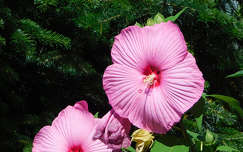 Óriás hibiszkusz