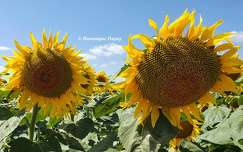 Tournesols