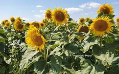Tournesols