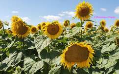 Tournesols