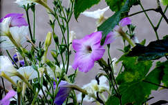 petunia, kerti virág