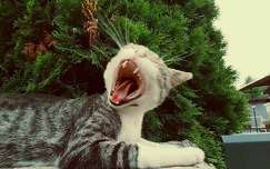 Pocak the tiger...