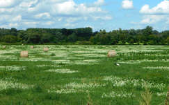 Tokaj, gólya