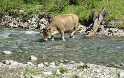 nyár