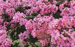 Lagerstroemia indica rose fuchsia