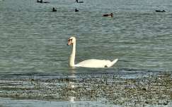 balaton hattyú tó kacsa vizimadár