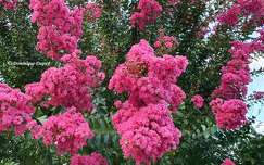 Lilas de Indes