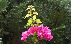 bougainvillea címlapfotó