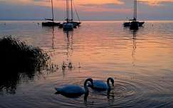 Csendélet a Balaton partján.
