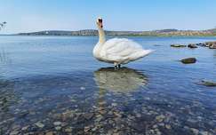Krisztálytiszta víz Balatonfűzfőn.