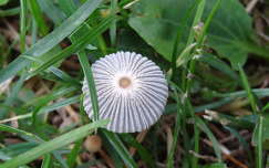 Gomba