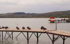 Balatonfűzfő, tőkés récék.