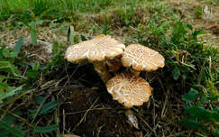 gomba