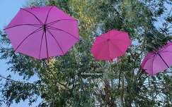 Parapluies roses