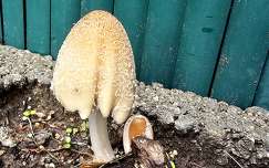 Tintagomba