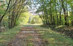 Forêt