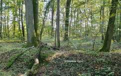 Forêt
