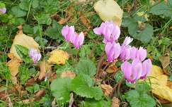 Cyclamens