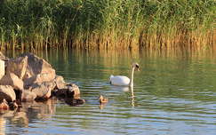 Balaton