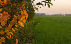 A határban
