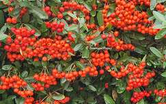 Baies rouges - Pyracantha