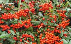 Baies rouges - Pyracantha