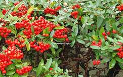 Baies rouges - Pyracantha