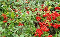 Baies rouges - Pyracantha