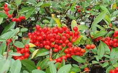Baies rouges - Pyracantha