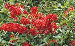 Baies rouges - Pyracantha