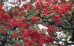 Baies rouges - Pyracantha