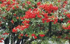 Baies rouges - Pyracantha