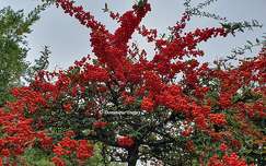 Baies rouges - Pyracantha