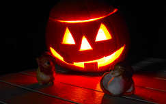 Dekoráció, halloween tök